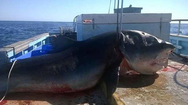 Tubarão teria entre quatro e cinco metros de comprimento (Foto: Reprodução/Facebook/Geoff Brooks)
