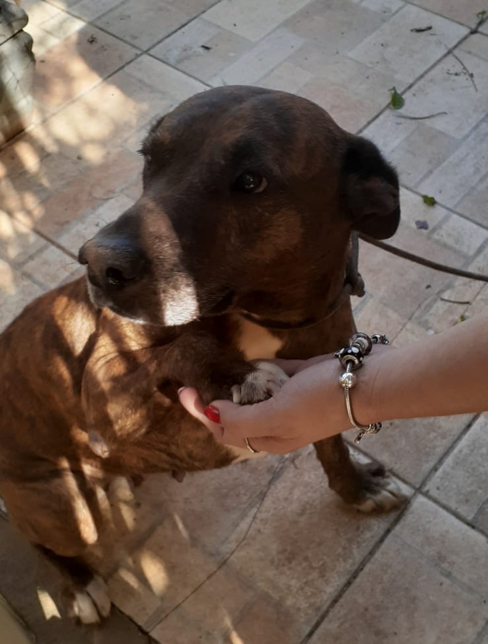 Polícia Civil recolhe animais vítimas de maus-tratos em São Carlos — Foto: Joice Starke/CBN São Carlos