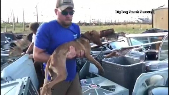 Cão é encontrado vivo sob escombros cinco semanas após furacão nas Bahamas