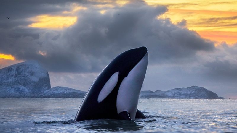 Os estranhos ataques de orcas contra barcos na costa de Portugal e da Espanha que intrigam cientistas thumbnail