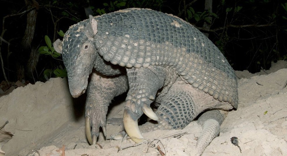 Voce Conhece Os Tatus Que Vivem No Brasil Terra Da Gente G1