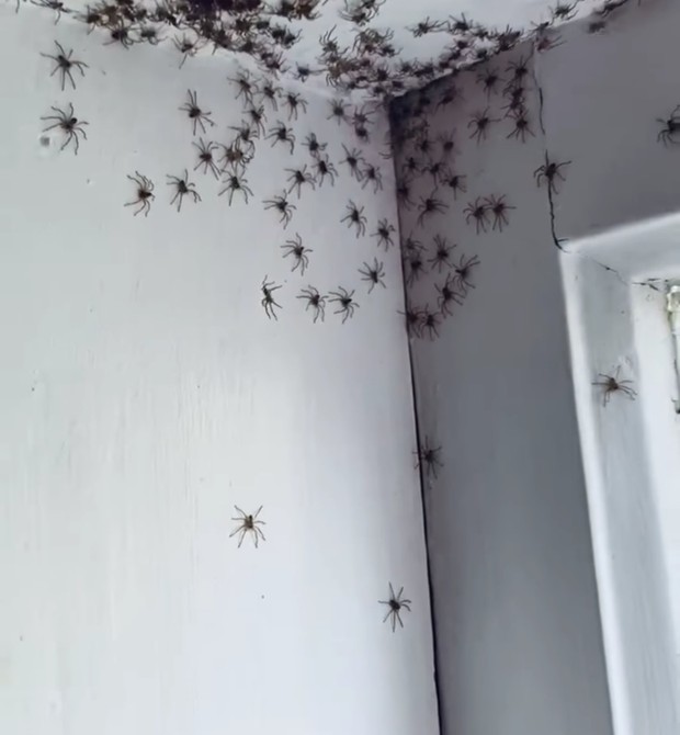 Uma mãe australiana encontrou dezenas de aranha no quarto da filha (Foto: Reprodução/Twitter)