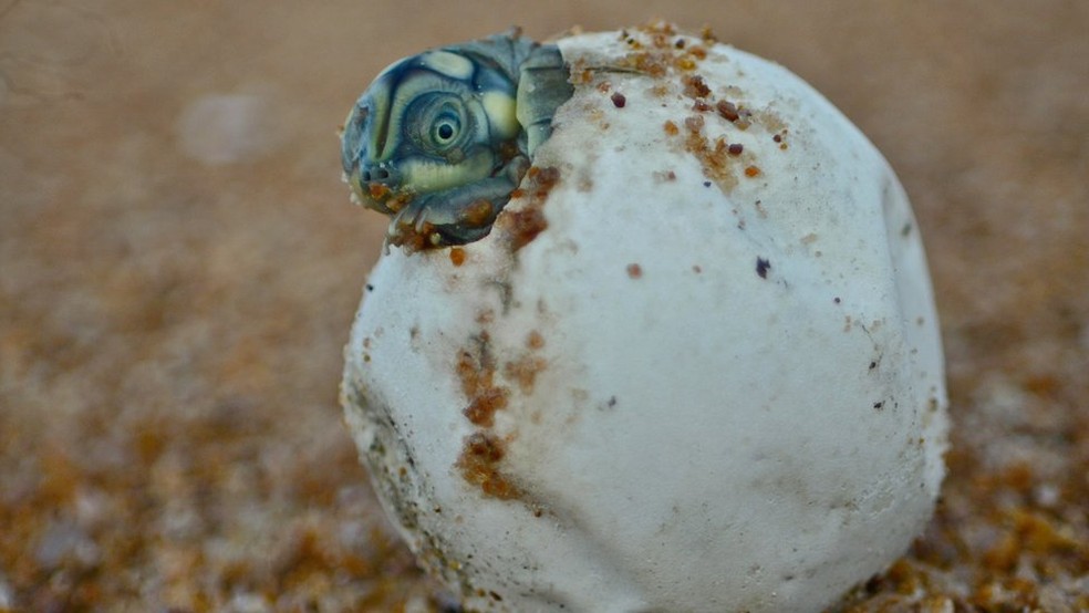 Estudo aponta cerca de 2.000 ninhos de tartaruga nas praias às margens do rio Juruá, na Amazônia — Foto: Camila Ferrara