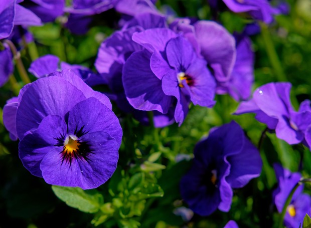 A cor violeta é uma das mais famosas para o amor-perfeito (Viola tricolor) (Foto: Freepik / Creative Commons)