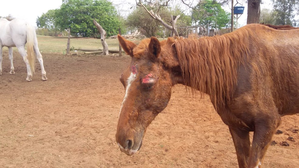 Homem levou multa de R$ 81 mil por maus-tratos a cavalos em Presidente Bernardes (SP) — Foto: Polícia Militar Ambiental