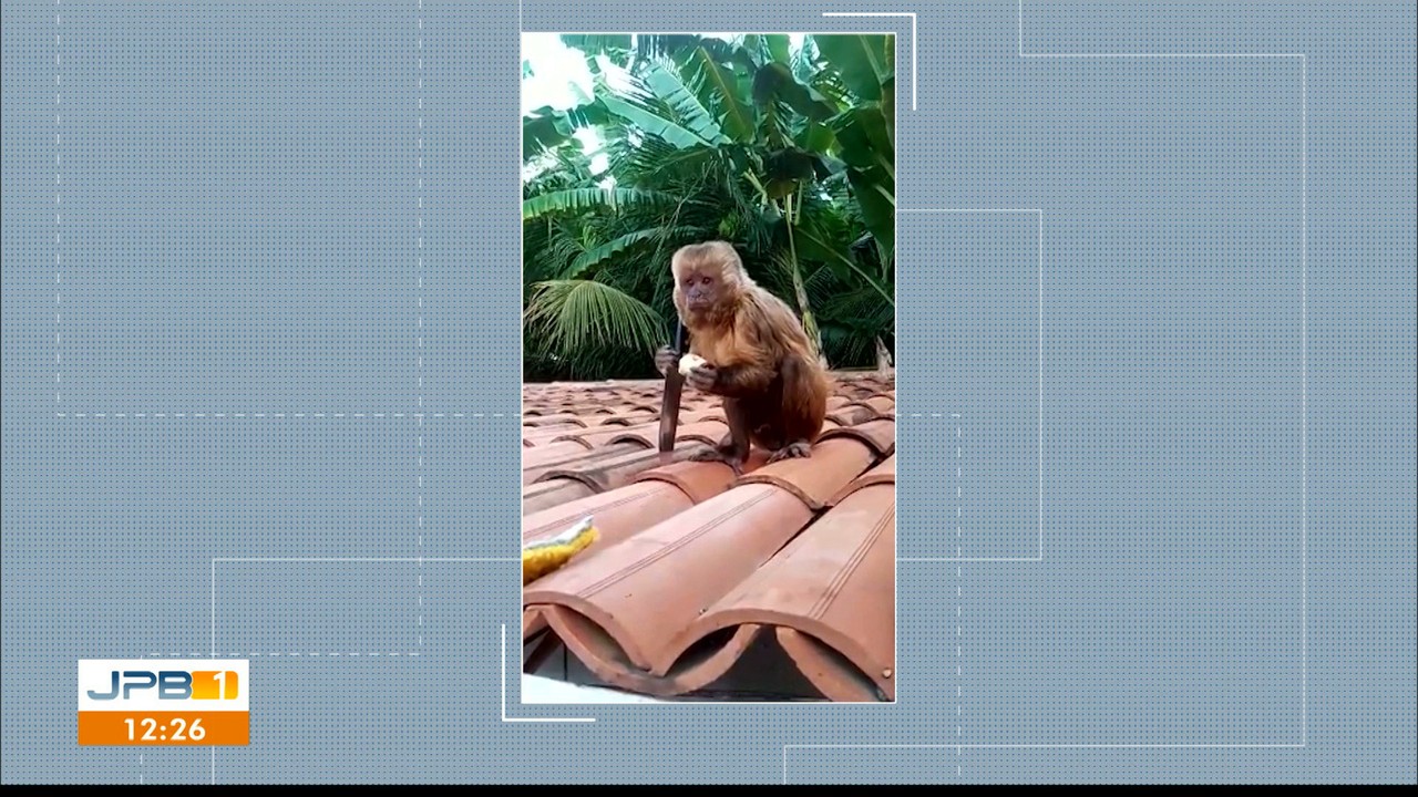 Macaco pega faca e sobe no telhado de casa, no Sertão da Paraíba