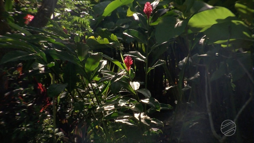 Cultivo de flores tropicais é opção de renda para famílias em MT | Mato  Grosso | G1