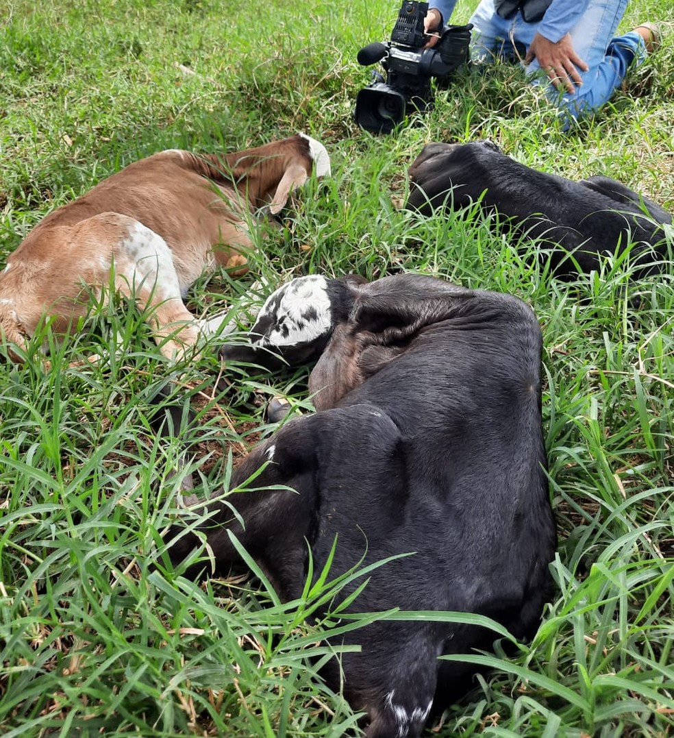 Caso raro foi registrado em fazenda do municpio de Colder  Foto: Reproduo