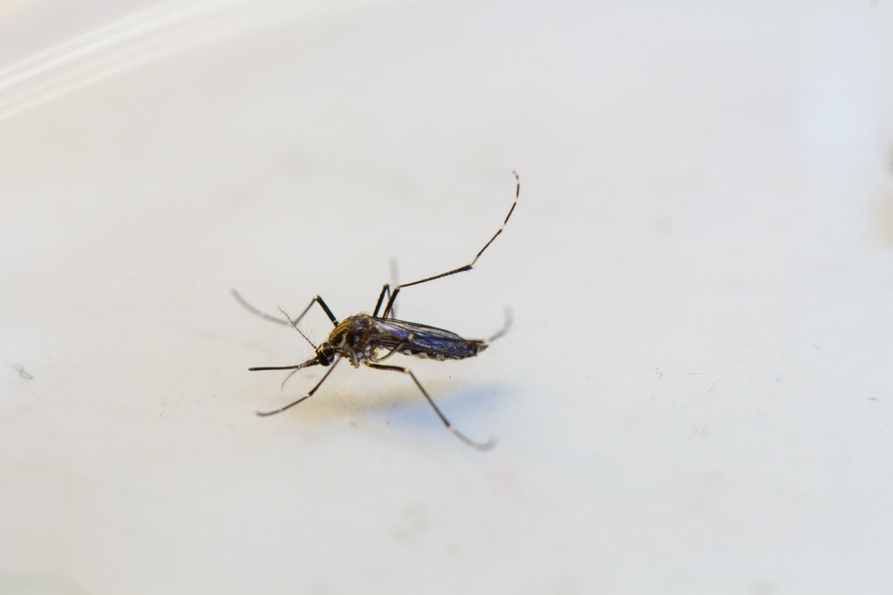 Mosquito Aedes Aegypti — Foto: Junior Silgueiro/Gcom-MT