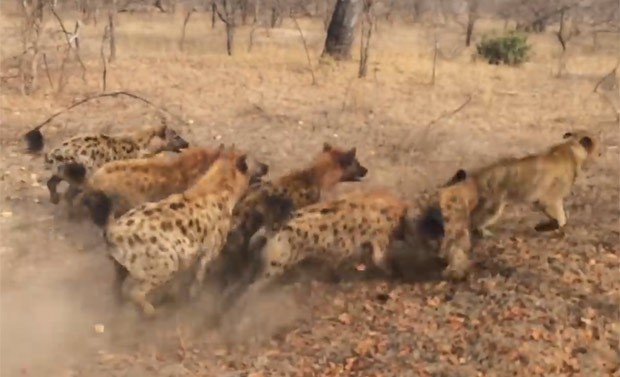 Hienas atacaram uma leoa por vez e levaram a melhor na batalha  (Foto: Reprodução/YouTube/Kruger Sightings)