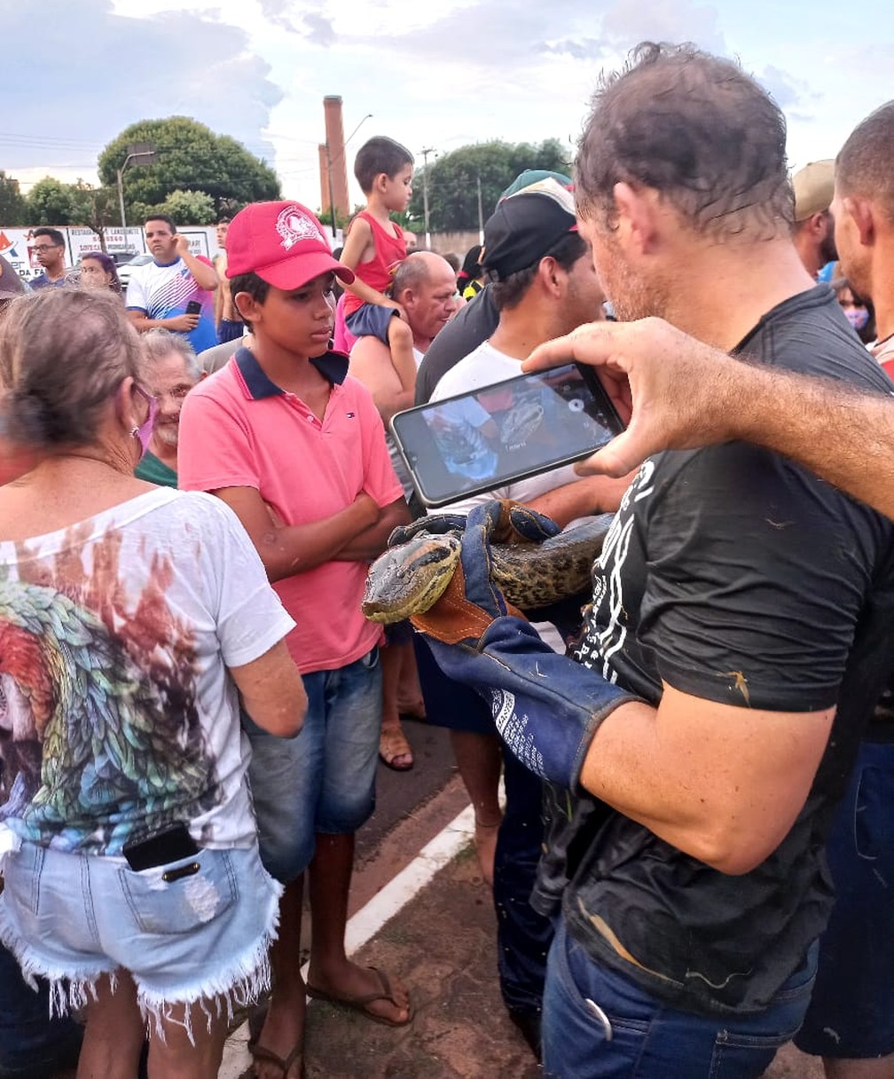 Prefeitura, Defesa Civil e voluntários fizeram força tarefa para resgatar cobra em Tambaú — Foto: Og Uliana/Arquivo Pessoal