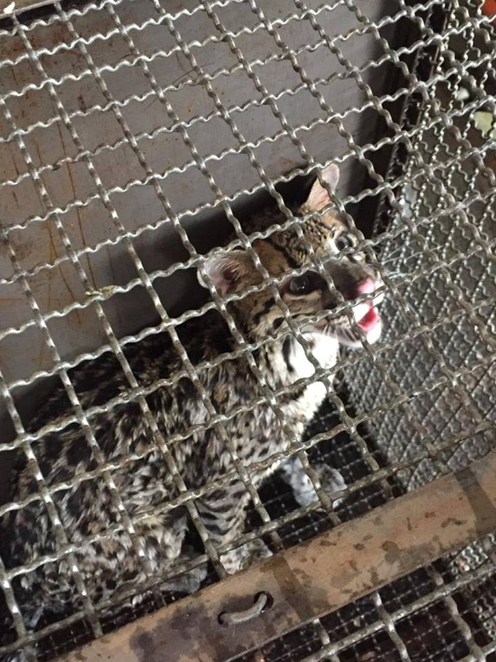 No mesmo dia, uma jaguatirica também foi resgatada — Foto: Corpo de Bombeiros