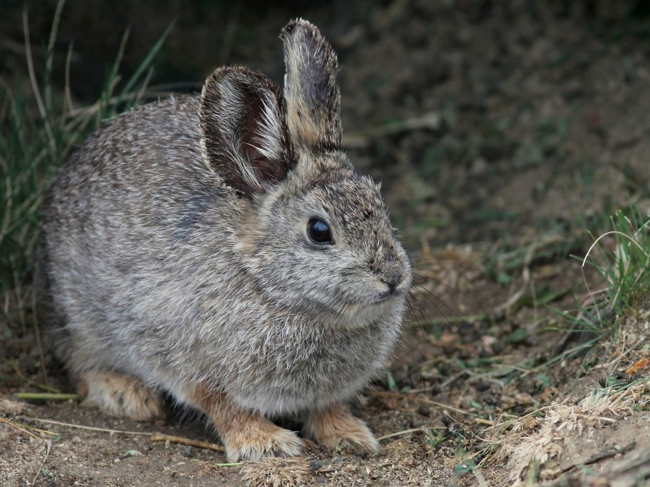 O coelho pigmeu do estado de Columbia, nos Estados Unidos.