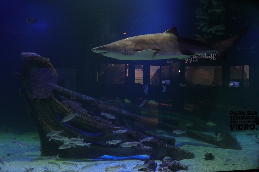 Tubarão em aquário de SC — Foto: Divulgação 