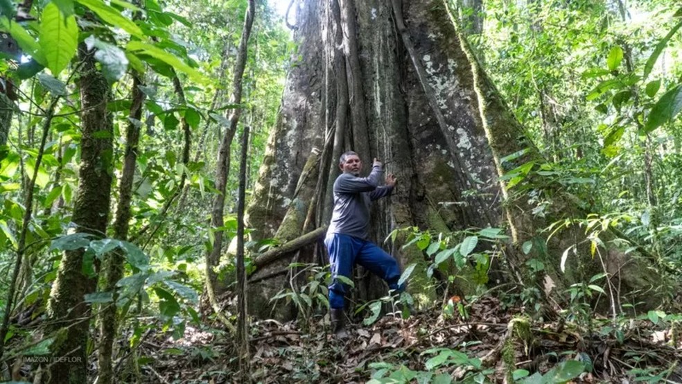 Árvore tem cerca de 400 anos, estimam especialistas — Foto: IMAZON, IDEFLOR-BIO E HAVITA RIGAMONTI via BBC News