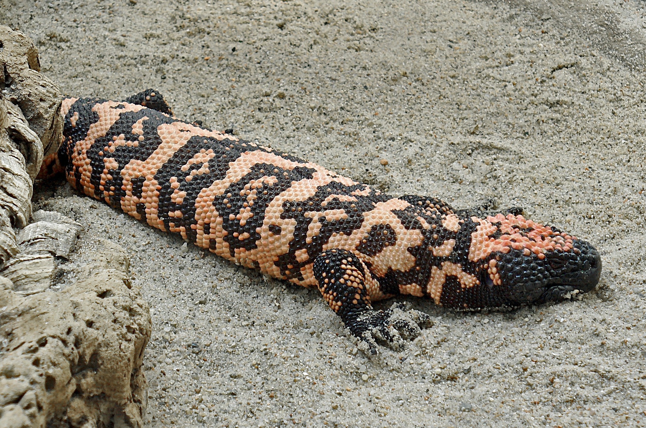 A saliva do lagarto monstro-de-gila tem um composto poderoso contra o diabetes tipo 2 (Foto: Wikimedia Commons)