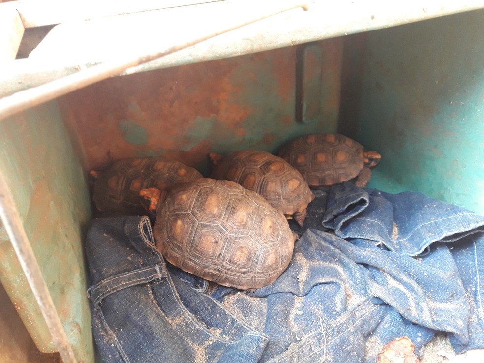 Jabutis eram mantidos em cativeiro sem autoriza&ccedil;&atilde;o &mdash; Foto: Pol&iacute;cia Ambiental