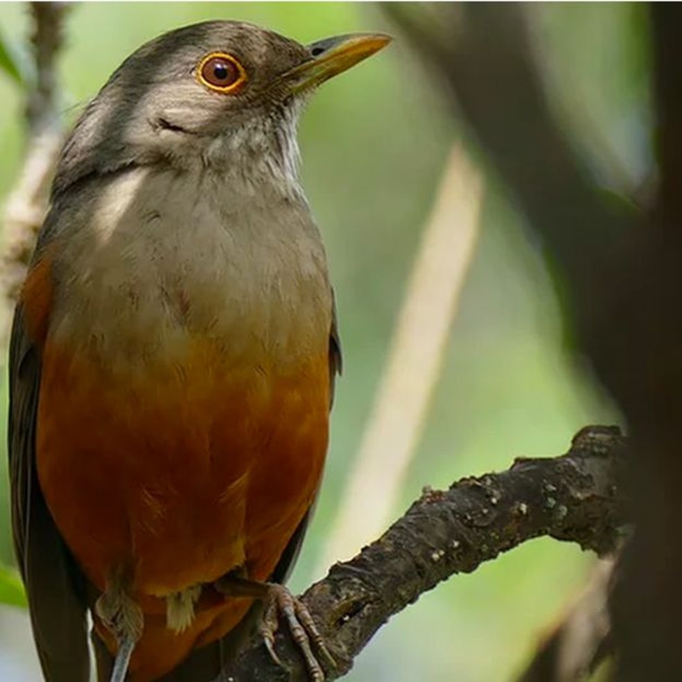 Sabiá-laranjeira é um exemplo de ave silvestre que se adaptou muito bem ao meio urbano no Brasil (Foto: INSTITUTO PASSARINHAR/ DIVULGAÇÃO)
