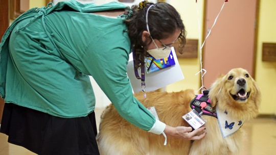Conheça os animais que ajudam no tratamento de pacientes