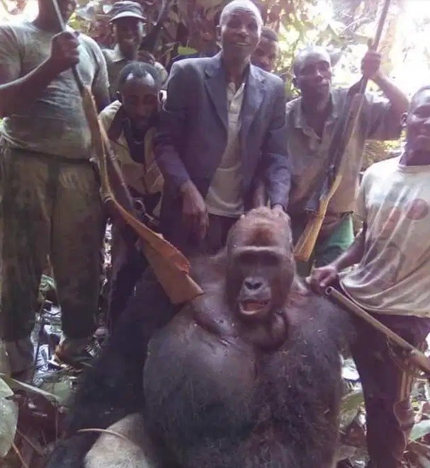 Homens assassinam gorila e tiram fotos com o corpo (Foto: Reprodução/ The Sun)