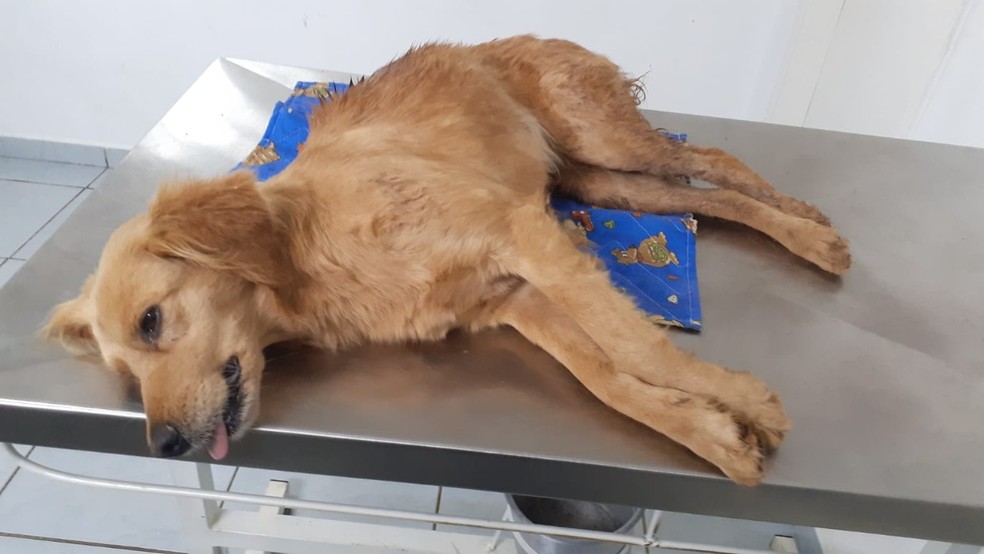 Cachorra esfaqueada passou por atendimento veterinário em Capão Bonito — Foto: Polícia Civil/Divulgação