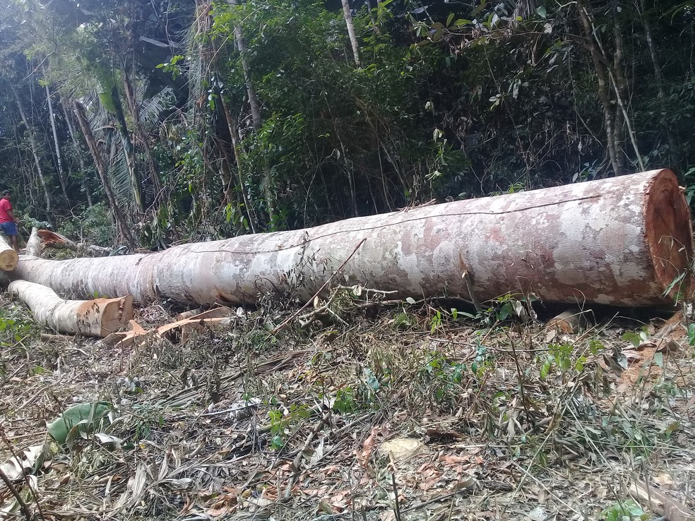 Toras foram abandonadas por madeireiros que fugiram do local. — Foto: Ibama