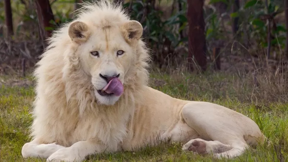 Leones matan a hombre que intentó invadir zoológico de Ghana |  Globalismo