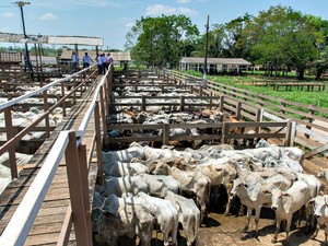 Em Rio Branco, 475 cabeças de gado foram leiloadas  (Foto: Fabrizio Zaqueo/Divulgação)