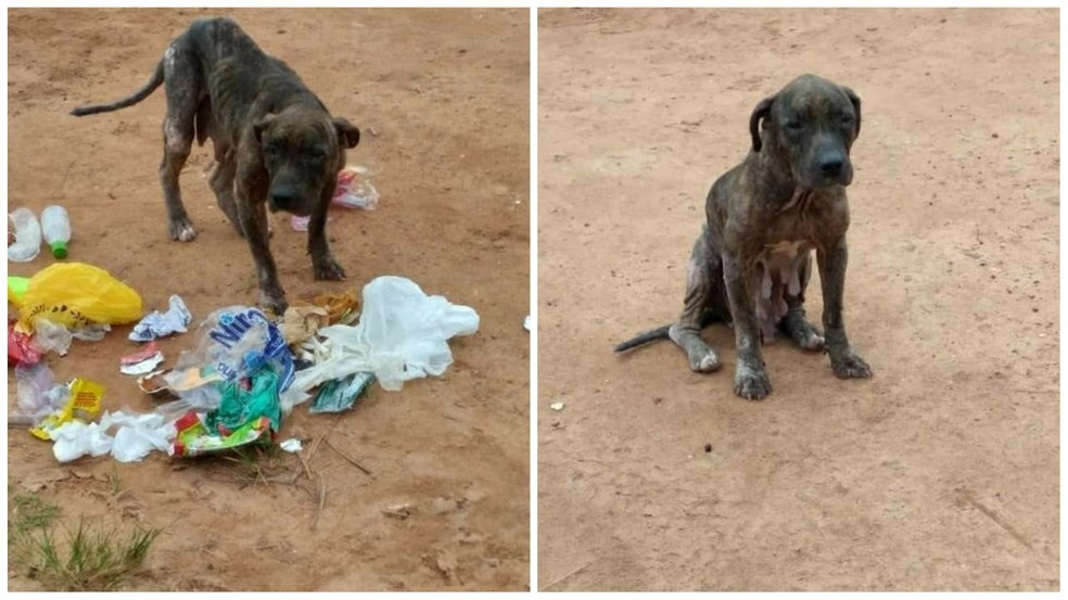 Cachorra da raça pitbull foi abandonada em Santarém — Foto: Lar do Amor/Divulgação