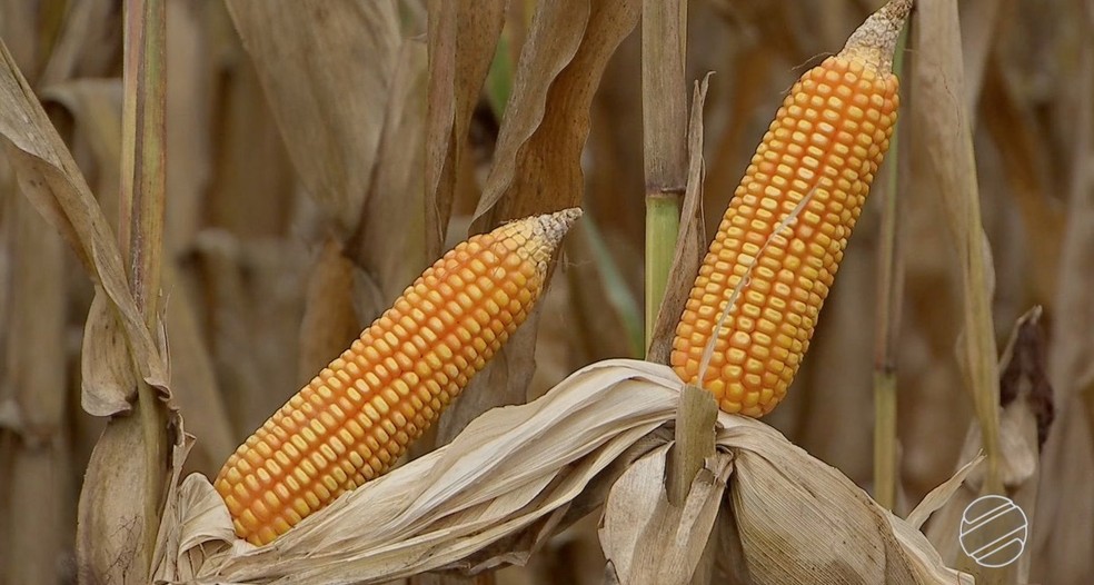 Produção de milho em MS deve ser recorde nesta safrinha — Foto: TV Morena/Reprodução