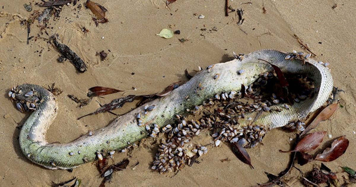 Serpente marinha venenosa é encontrada na Califórnia – como ela chegou lá?