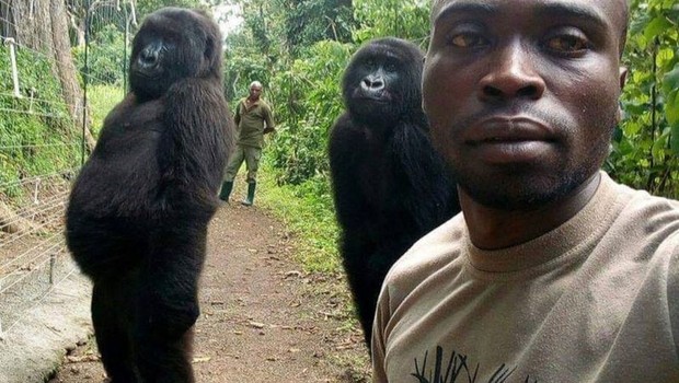 Na selfie, gorilas aparentemente tentavam imitar os humanos (Foto: RANGER MATHIEU SHAMAVU via BBC News)