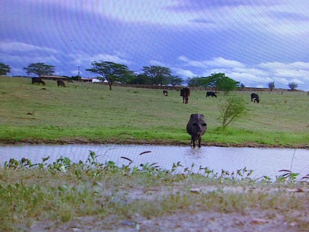 Gado bebe água e aproveita pastagem  (Foto: Reprodução/TV Sergipe)