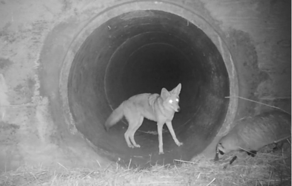 Coiote E Texugo Sao Flagrados Interagindo Em Sao Francisco Natureza G1