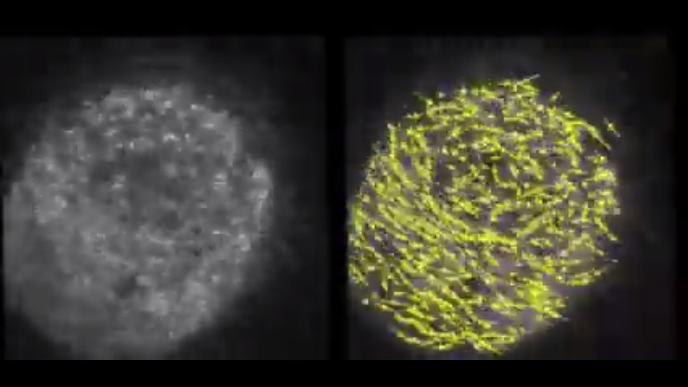Técnica utilizada com microscópio de fluorescência possibilitou observação de movimentos relacionados à formação do eixo corporal de animais (Foto: Marine Biological Laboratory/Hiro Ishii e Tomomi Tani)