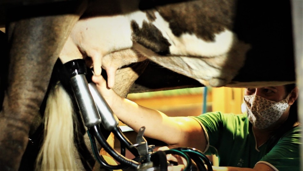 Produção do leite em Rondônia. — Foto: Seagri/Divulgação