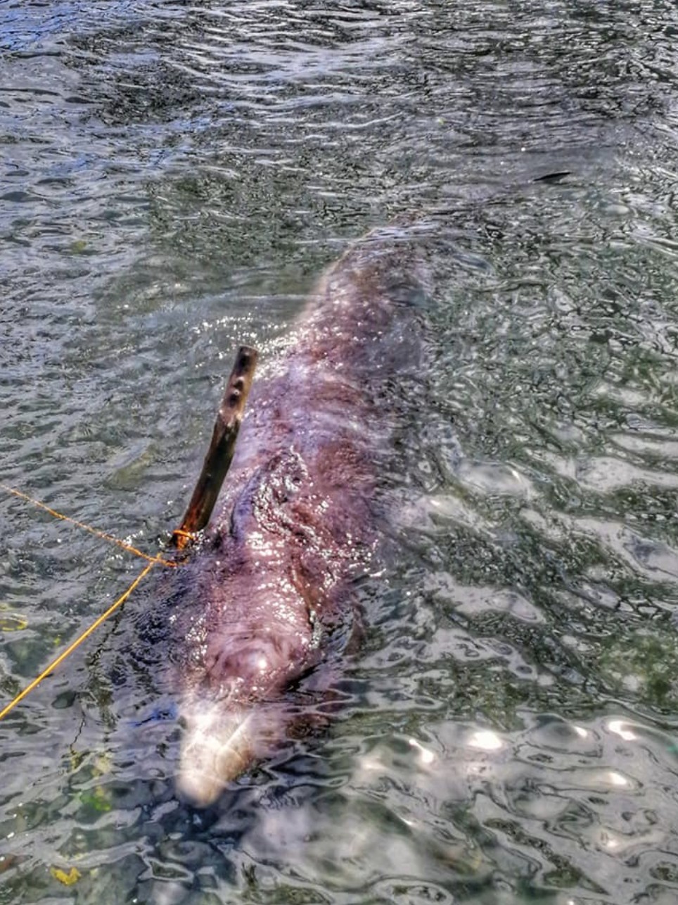 Jovem baleia ingeriu 40 quilos de plástico (Foto: Reprodução/ Facebook D' Bone Collector Museum Inc.)