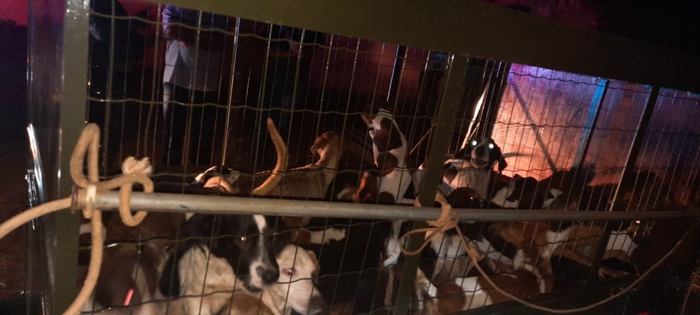 Polícia resgata quase 50 cães trancados em casa sem comida e água em Rondonópolis — Foto: PM Ambiental de Rondonópolis