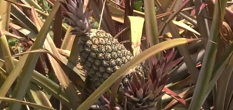 ParaÃ­ba Ã© o segundo maior produtor de abacaxi do Brasil, diz IBGE â Foto: ReproduÃ§Ã£o/TV ParaÃ­ba