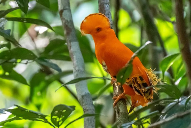 O galo-da-serra (Rupicola rupicola) é outra das aves emblemáticas da Amazônia (Foto: André Dib)