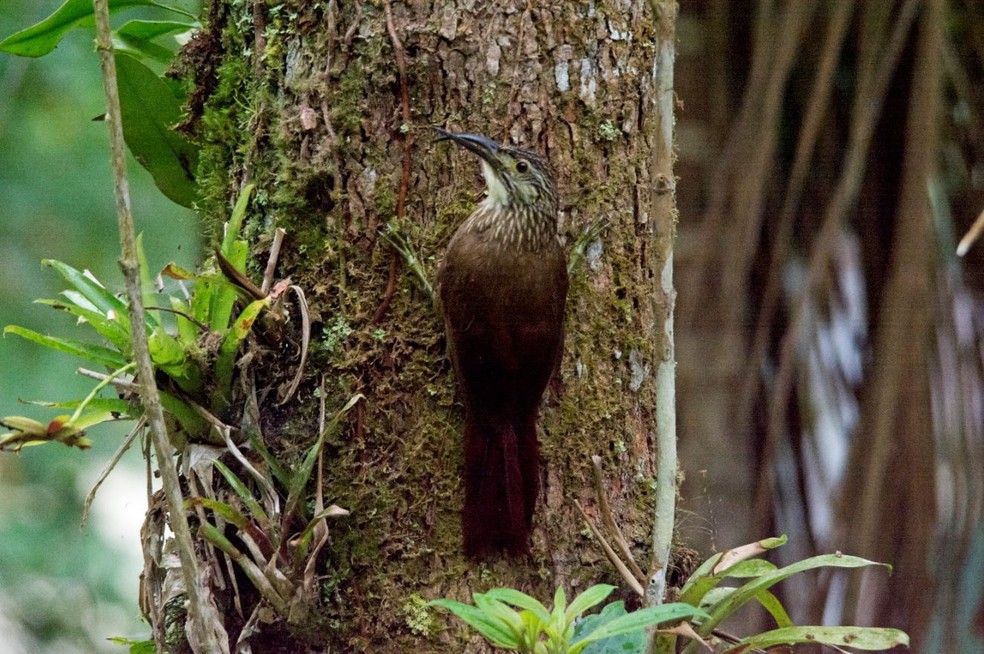 Entenda As Causas E Os Efeitos Das Anomalias Que Deformam O Bico Das Aves Terra Da Gente G1
