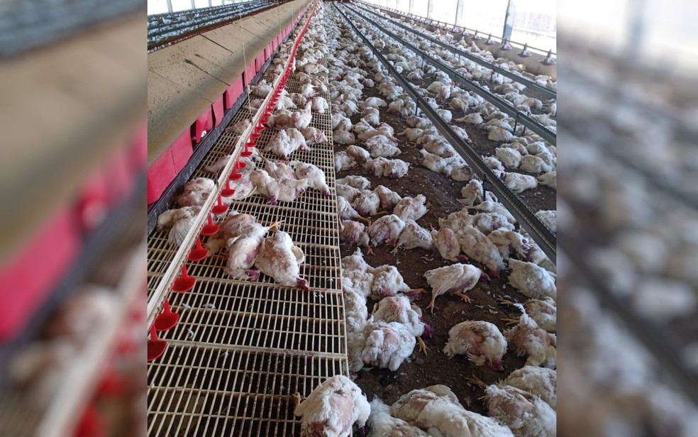 Mais de 16 mil galinhas foram encontradas mortas em granja de São João D'Aliança, Goiás — Foto: Reprodução/TV Anhanguera