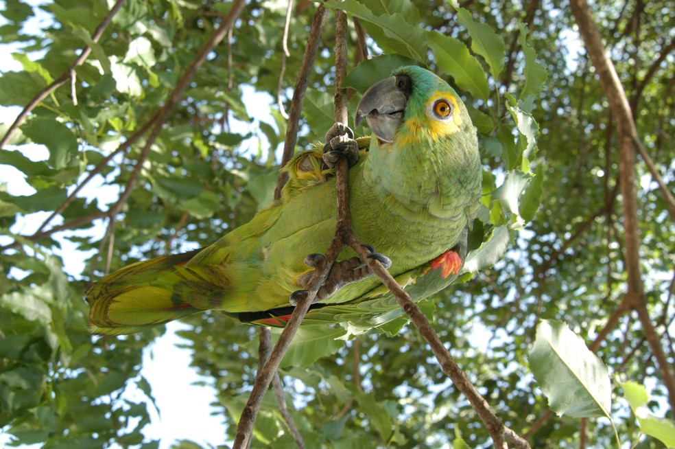 O papagaio-verdadeiro ocorre no Pantanal, Cerrado, Caatinga, Mata Atlântica do interior e Chaco. — Foto: Arquivo TG