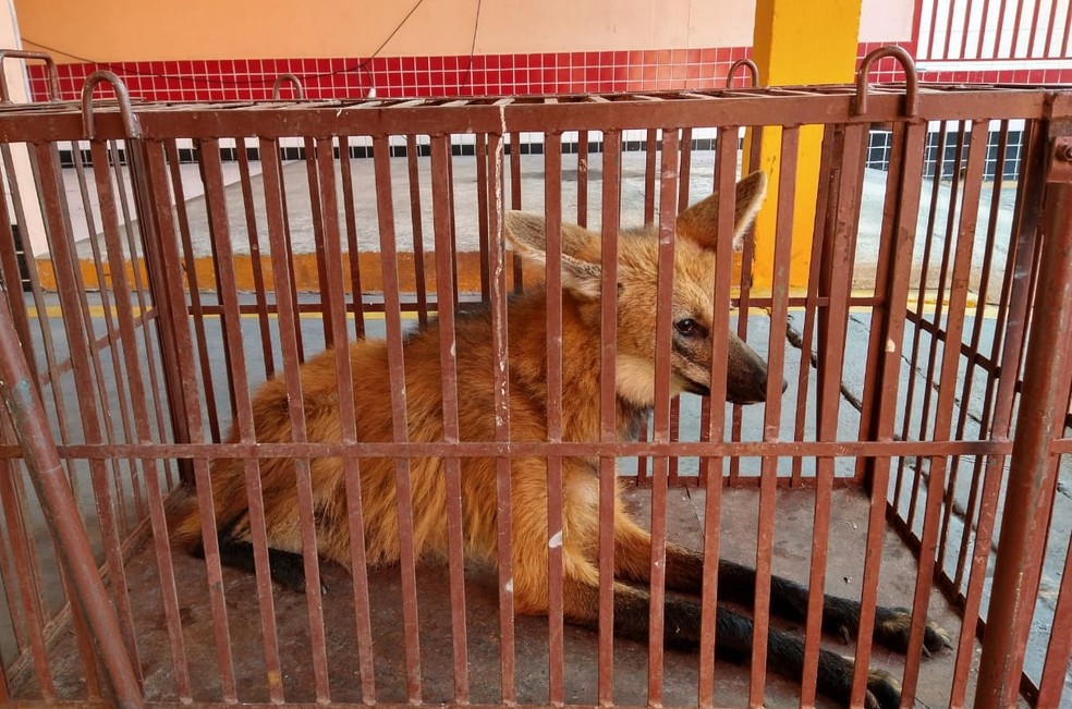 Lobo-guar&aacute; flagrado por moradores no Centro de S&atilde;o Jos&eacute; dos Campos mobiliza bombeiros &mdash; Foto: Corpo de Bombeiros/Divulga&ccedil;&atilde;o