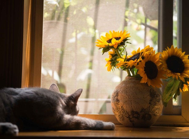 Ter um vaso de girassol dentro de casa é uma maneira de levar mais cor e alegria para a decoração  (Foto: Pexels/Creative Commons)