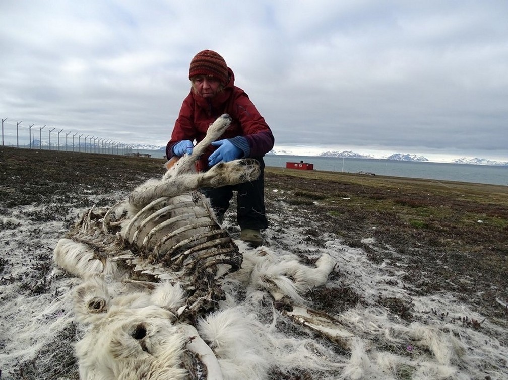 Pesquisadora norueguesa analisa o cadáver de uma rena no arquipélago de Svalbard, no Ártico.  — Foto: Siri Uldal/AFP/Norwegian Polar Institute 