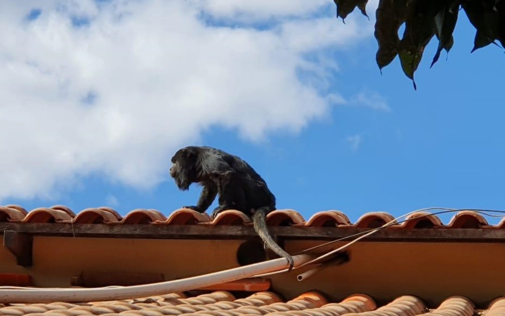 Macaco é flagrado em telhado no setor Garavelo, em Goiânia, Goiás — Foto: Alessandro Dias/Arquivo pessoal