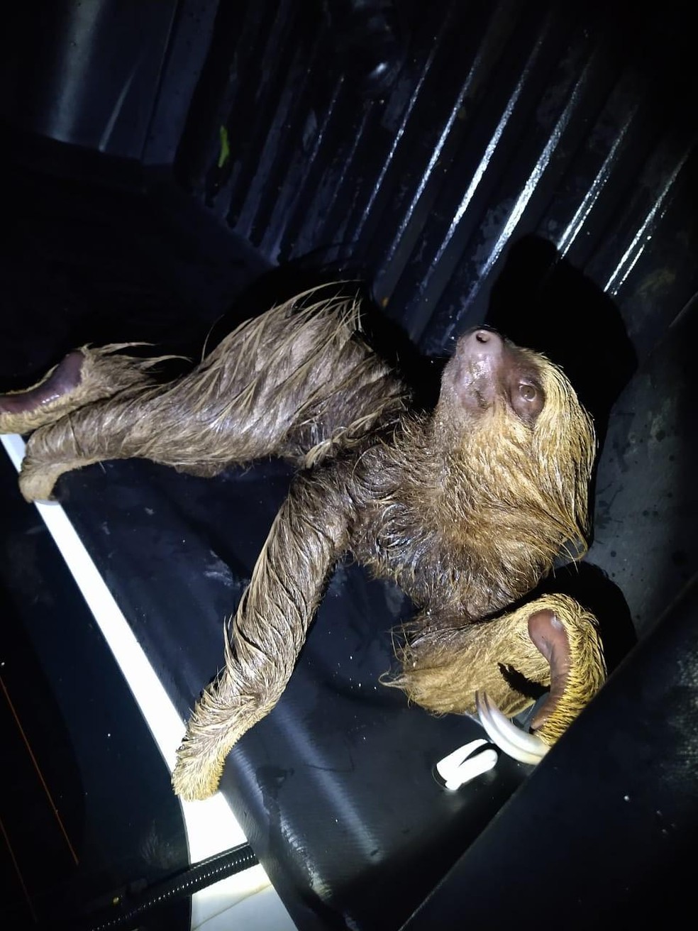 Bicho-preguiça é resgatado em avenida de Monte Negro (RO) — Foto: Reprodução/Redes Sociais 