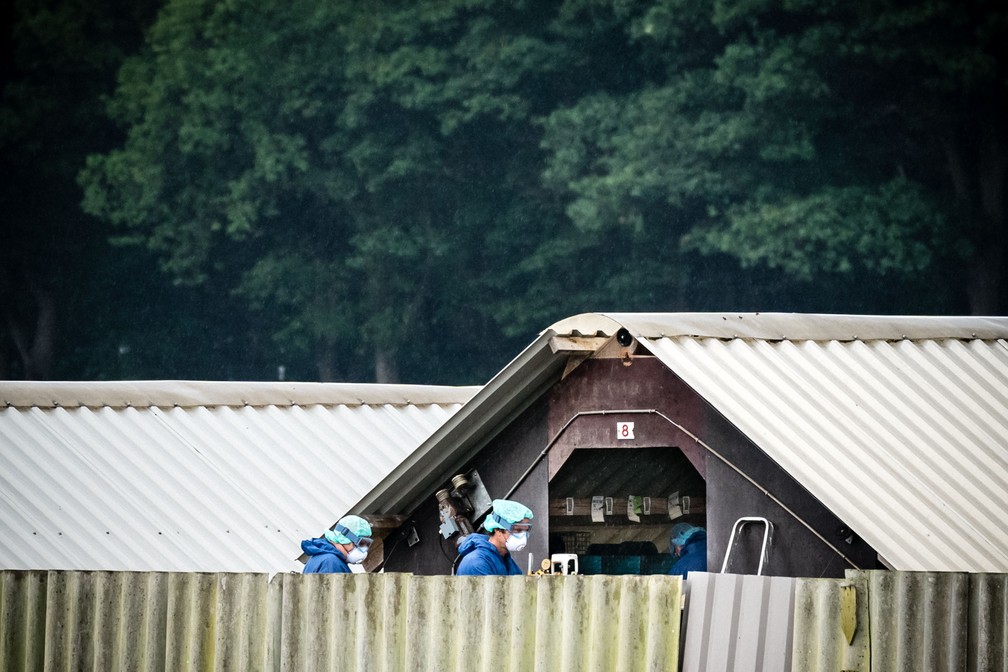 Fazendo de criação de visions em Deurne, na Holanda — Foto: AFP