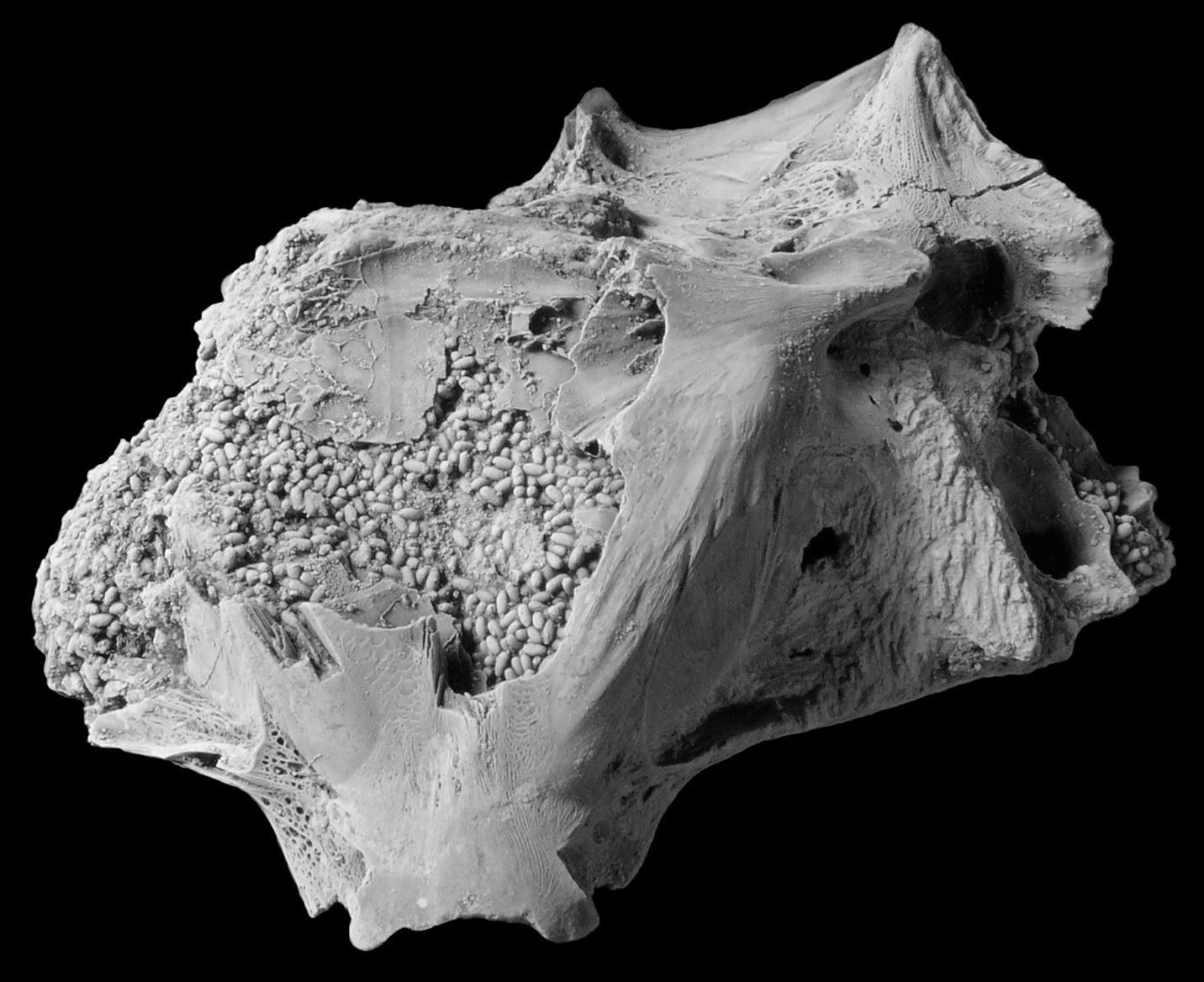 Fezes no crânio de peixe fossilizado há 9 milhões de anos  (Foto: Calvert Marine Museum )